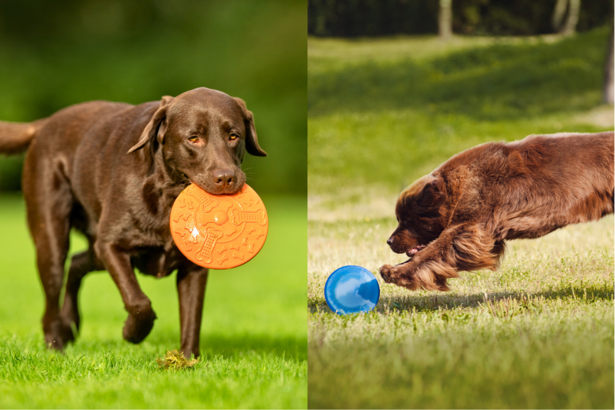 labrador retriever vs newfoundland exercise