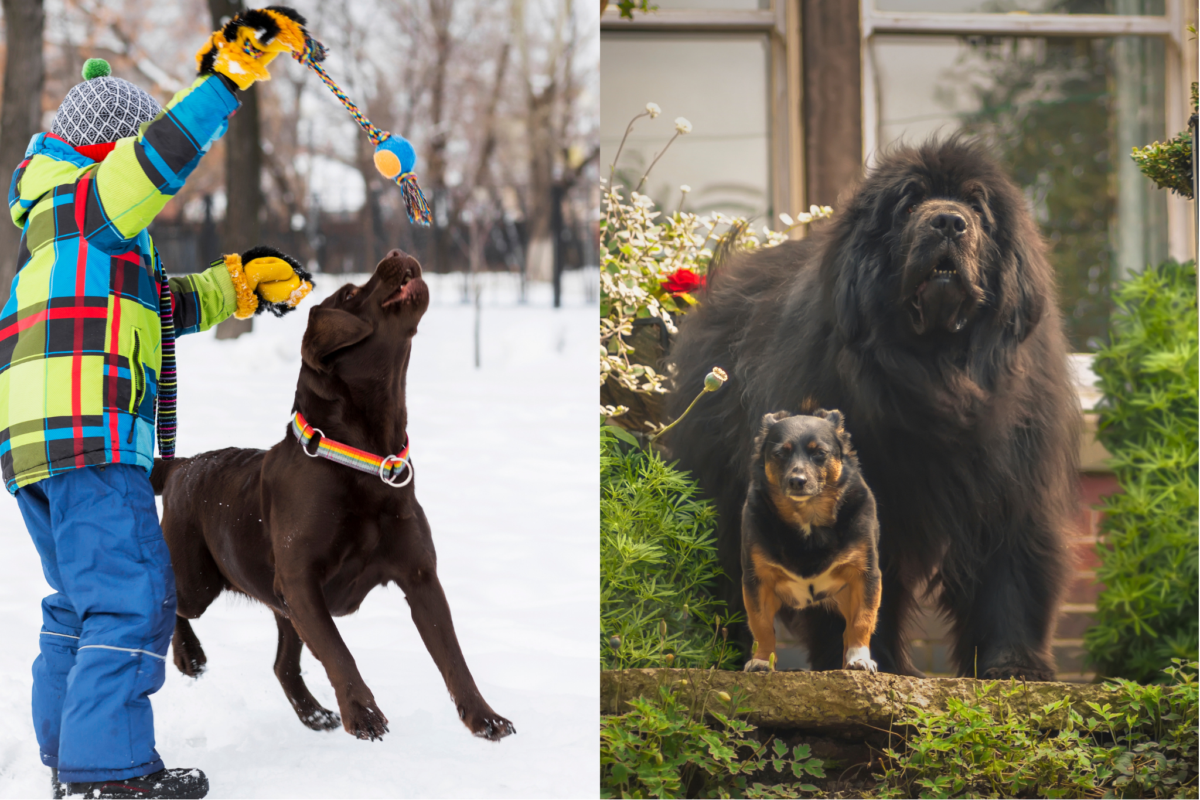 labrador retriever vs newfoundland family life