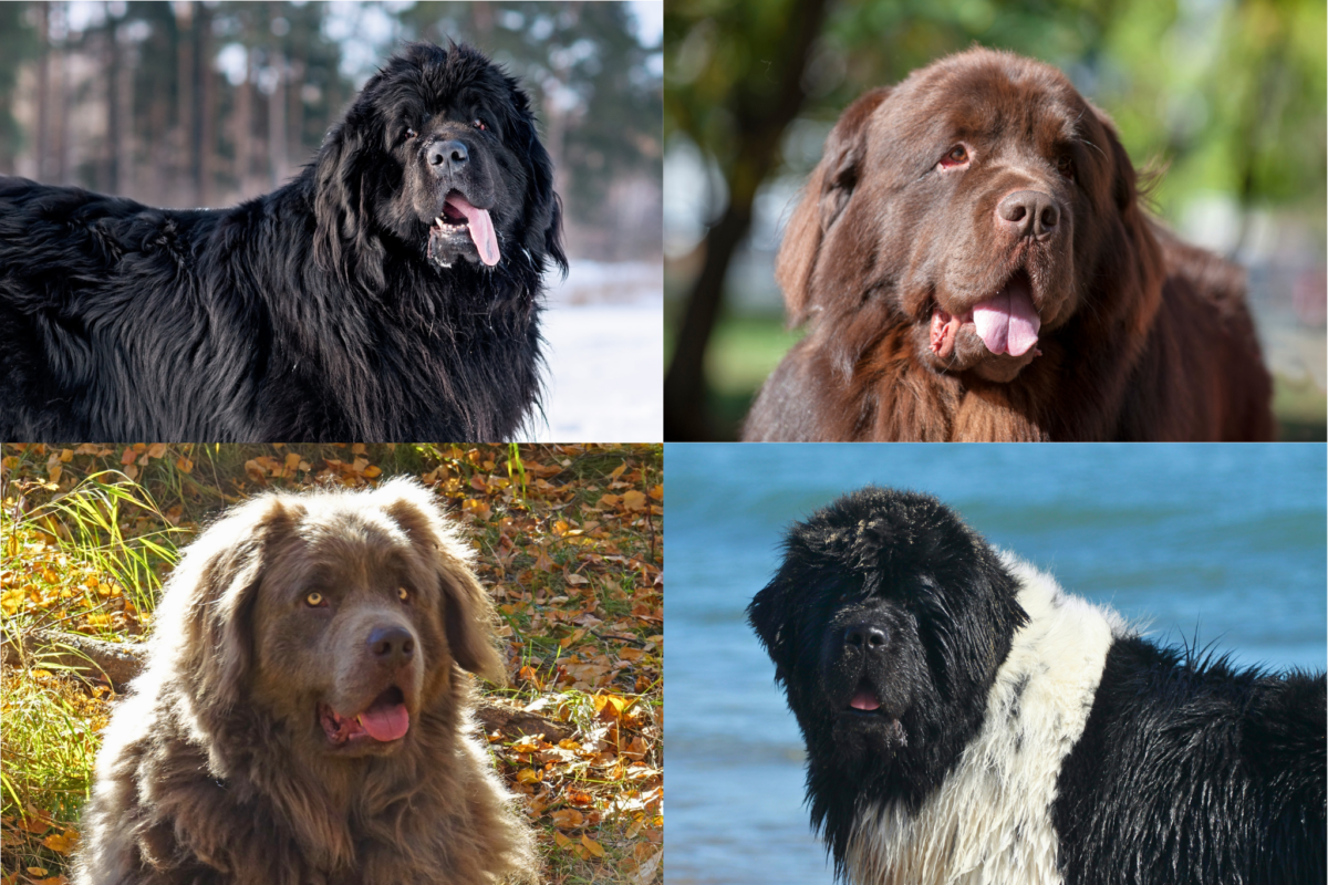 Newfoundland coat colors.