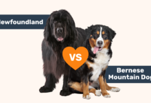 Newfoundland vs Bernese Mountain Dog.