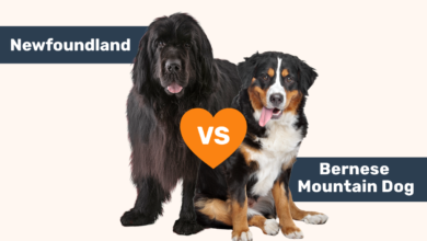 Newfoundland vs Bernese Mountain Dog.