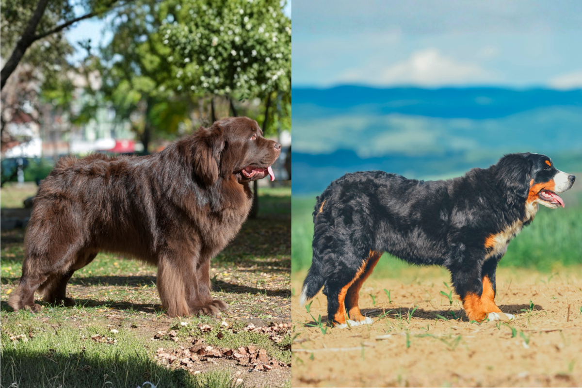 newfoundland vs bernese mountain dog body structure