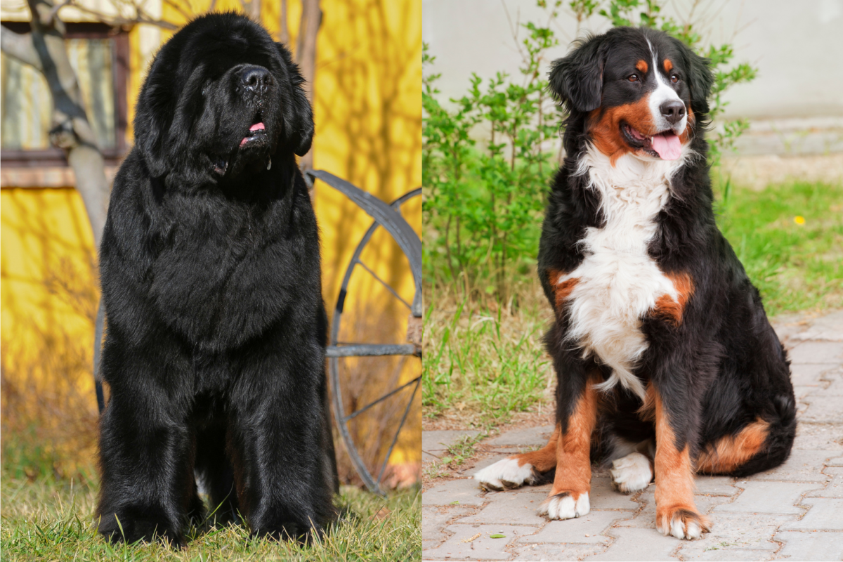 newfoundland vs bernese mountain dog sitting