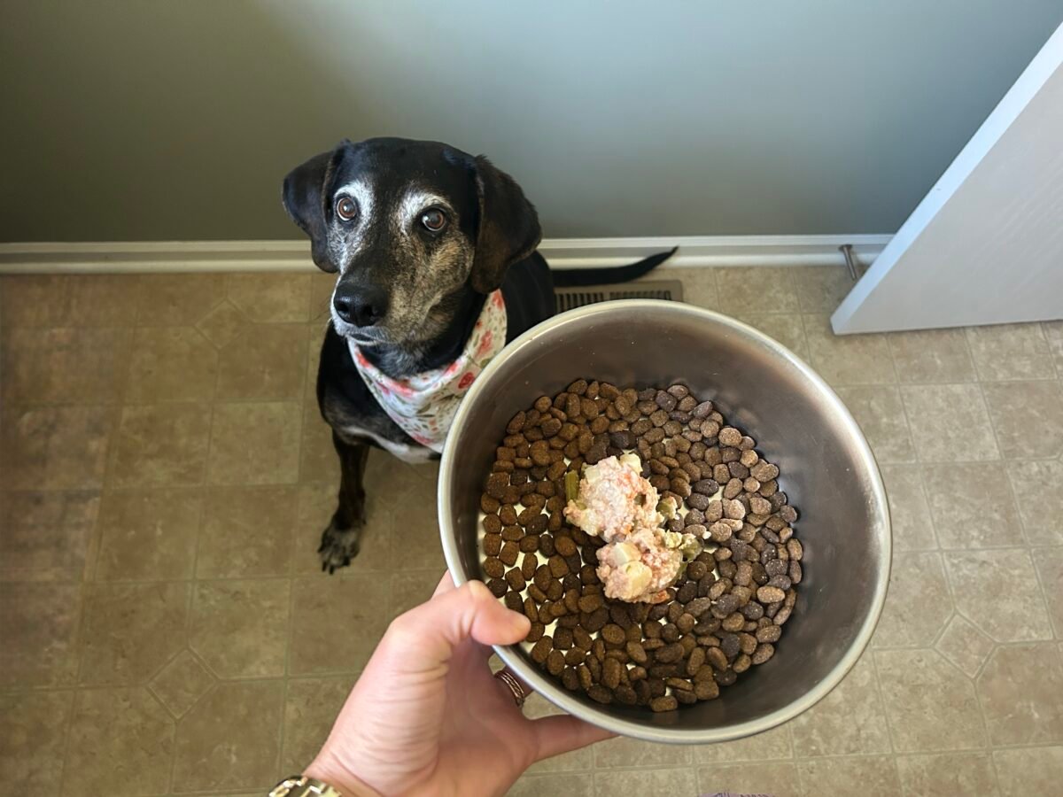 Coonhound mix, Sally, with portland pet food on top of her kibble