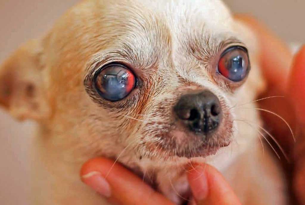 small toy dog with cataracts in eyes looking sad with person holding their head.