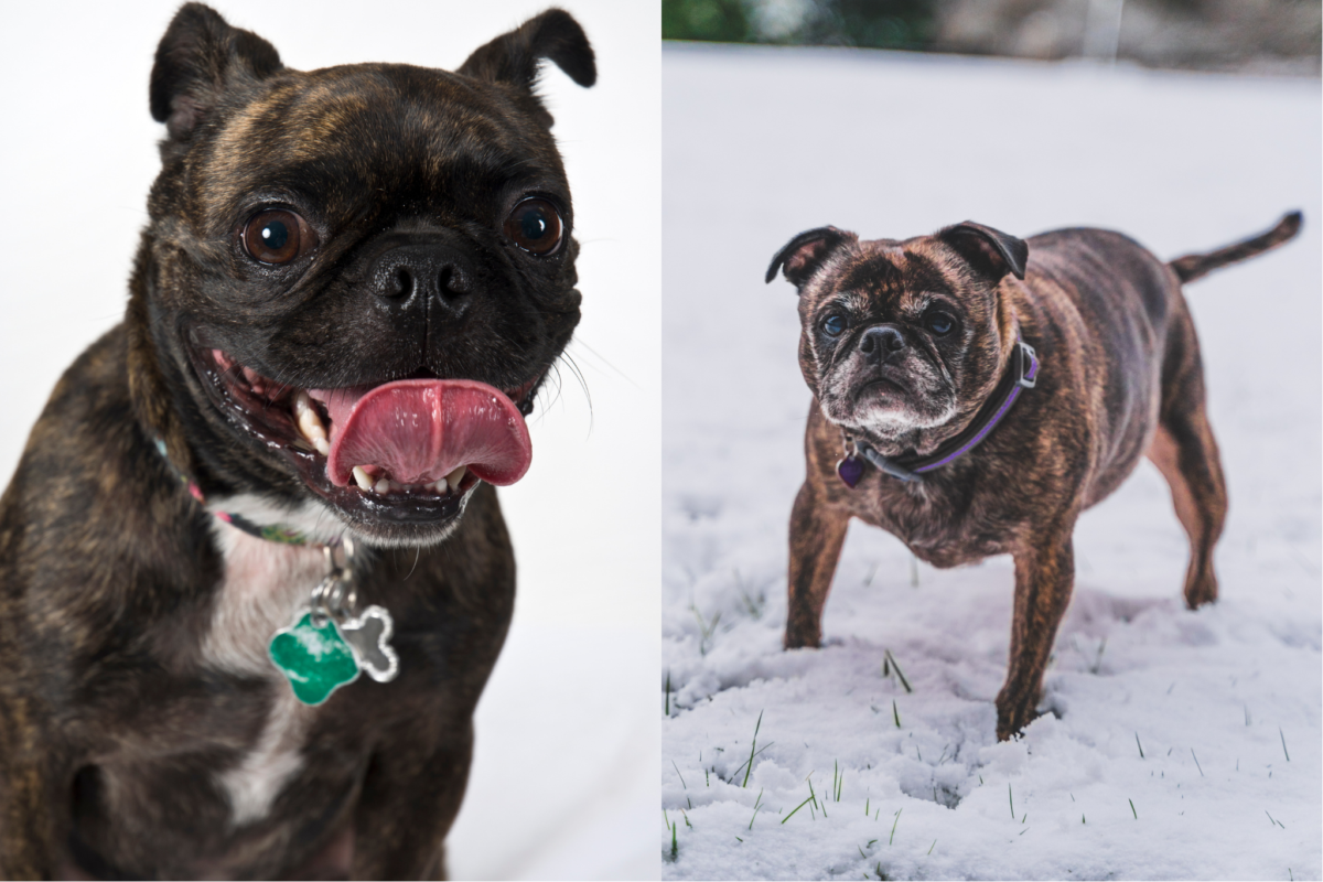 Bugg, Boston Terrier Pug, mix breed.