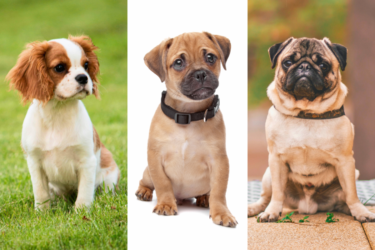 Collage of Cavalier, Pugalier, and Pug dogs.