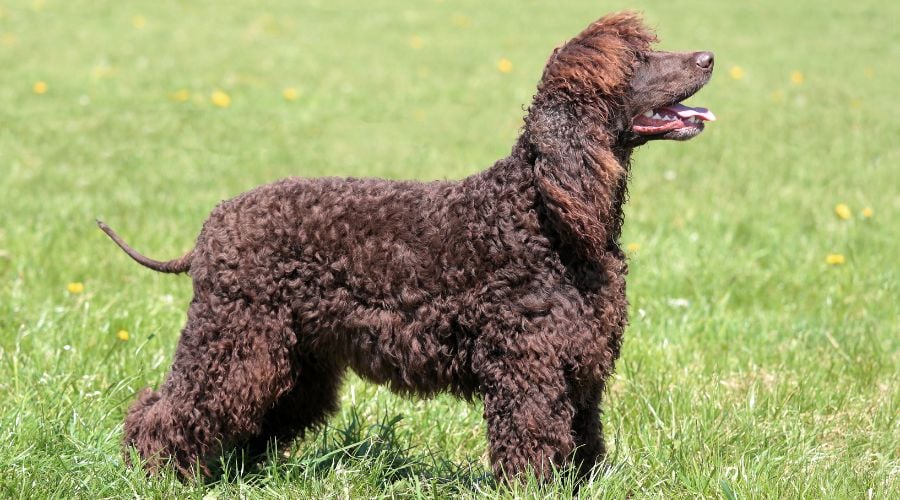 A brown Irish Water Spaniel standing in a field.