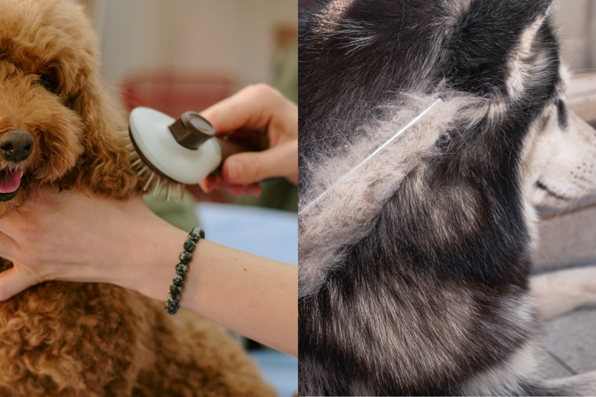 Grooming poodle vs husky.