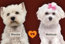 Westie vs maltese vs image.