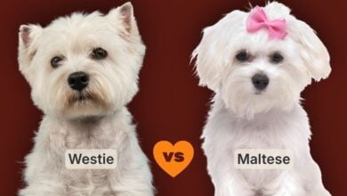 Westie vs maltese vs image.