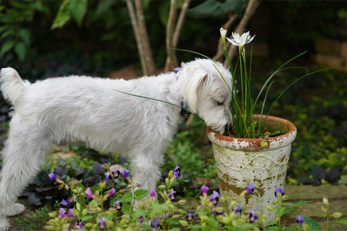 Small, white dog in flower garden sniffing potted plant.