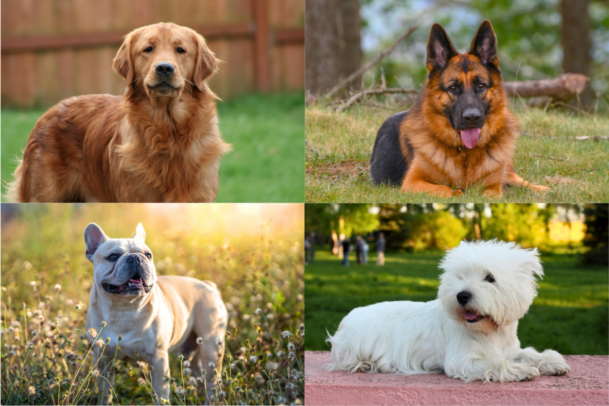 Breeds prone to seasonal allergies.