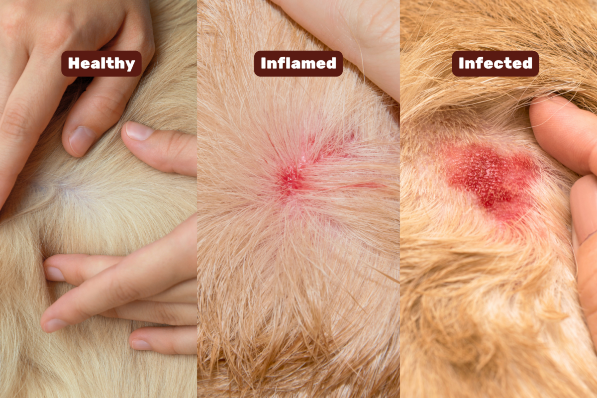 Healthy vs inflamed vs infected skin.