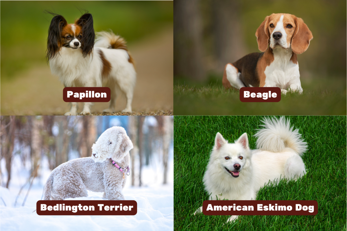 Graphic showing active dogs for seniors (Papillon, Beagle, Bedlington Terrier, and American Eskimo Dog).