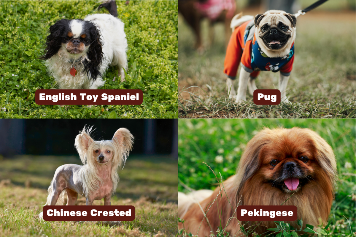 Graphic showing more easy-care dogs for seniors (English Toy Spaniel, Pug, Chinese Crested, and Pekingese).