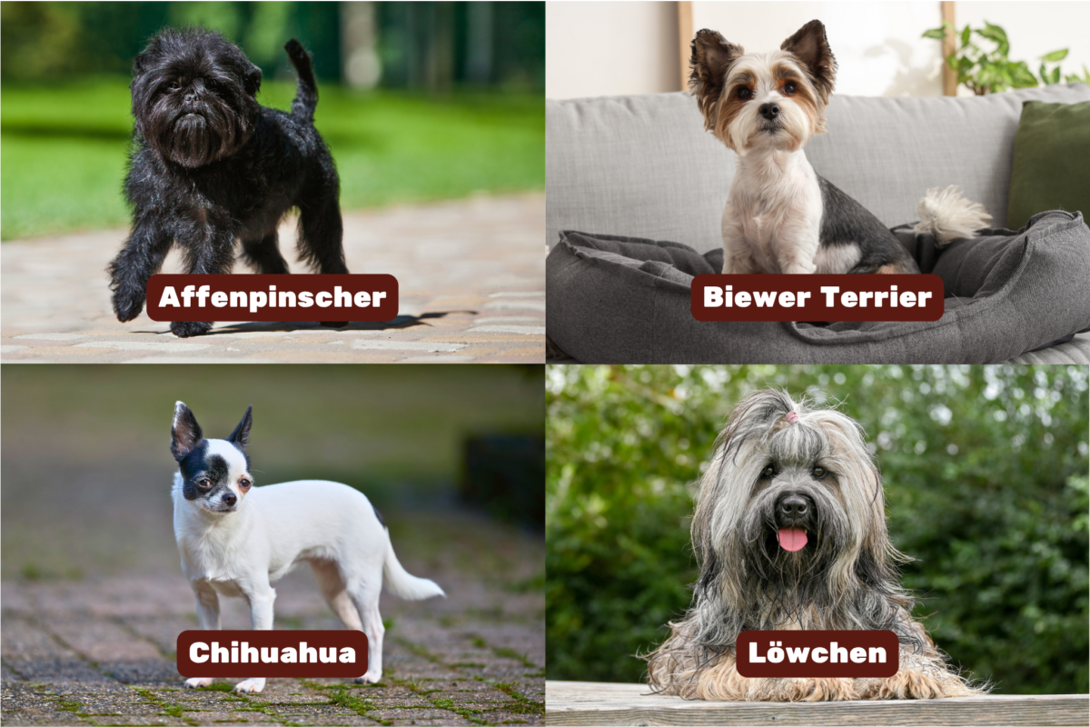 Graphic showing velcro dogs for seniors (Affenpinscher, Biewer Terrier, Chihuahua, Lowchen).