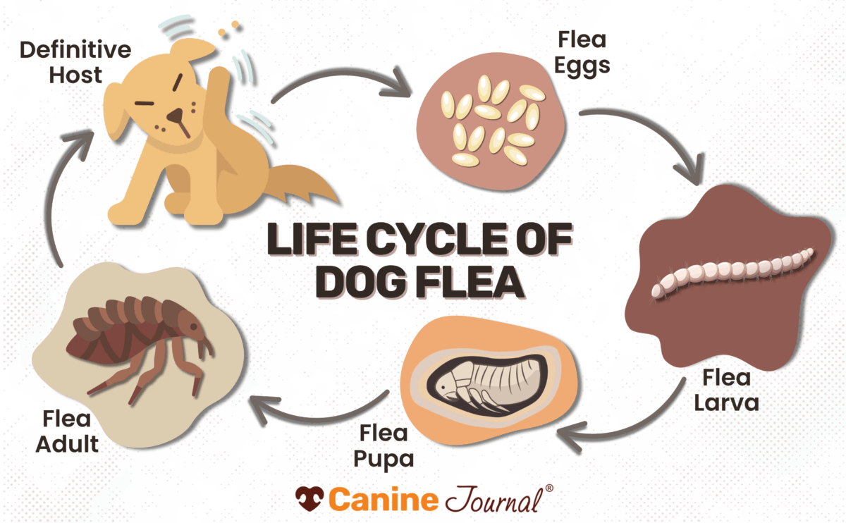 Life cycle of dog flea