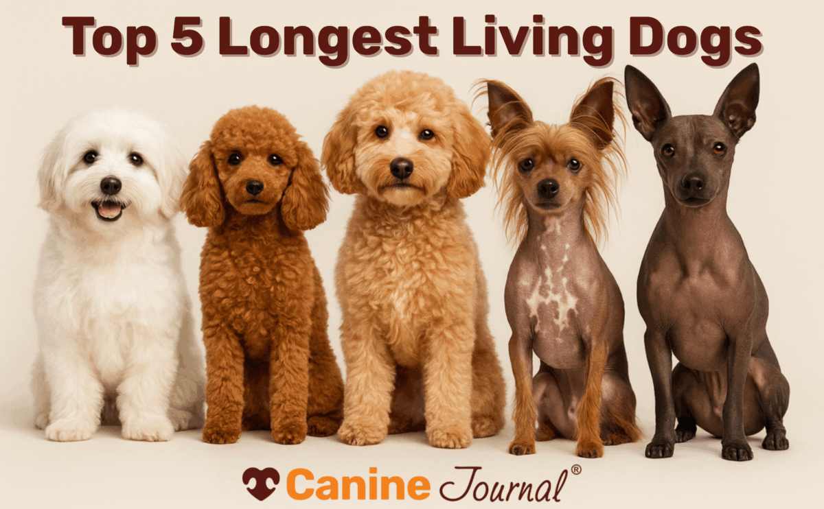 Top 5 longest living dog breeds.