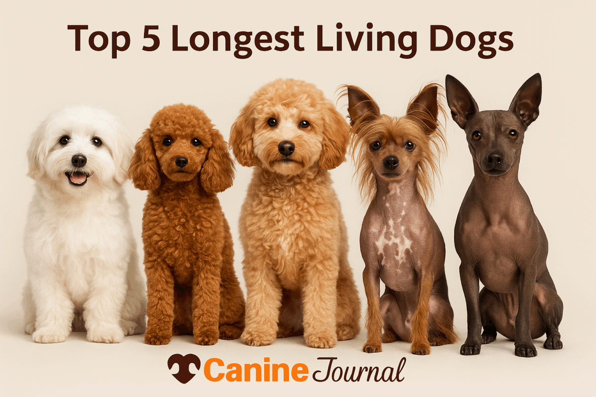 Top 5 longest living dog breeds.