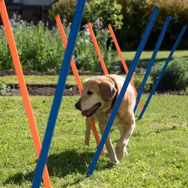 PAWISE Dog Agility Training Exercise Equipment - 12 Weave Poles product.