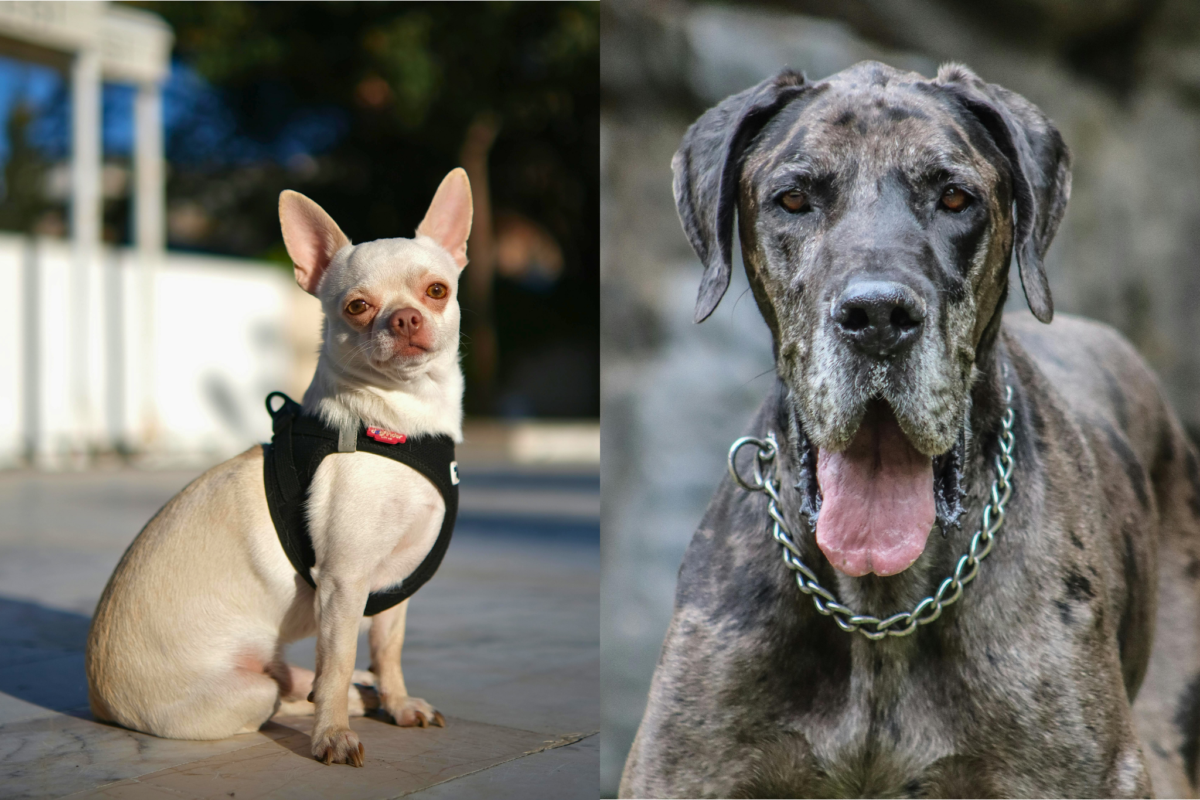 Chihuahua vs Great Dane.