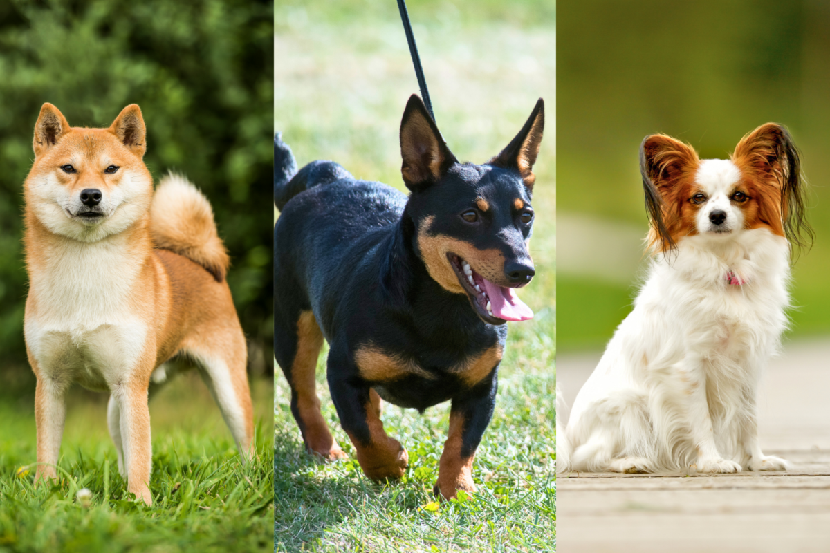 Shiba Inu, Lancashire Heeler, and Papillon dogs showing healthy dog breeds.