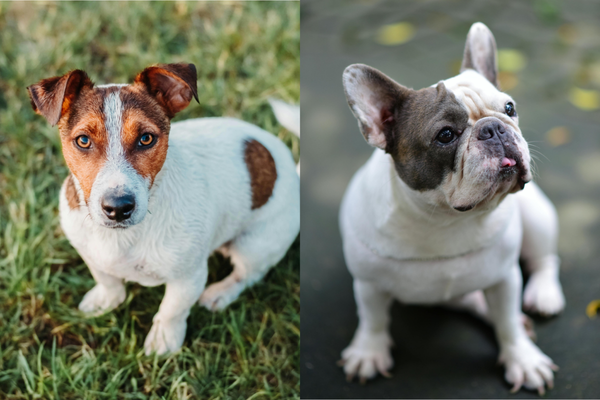 Russell Terrier vs French Bulldog.