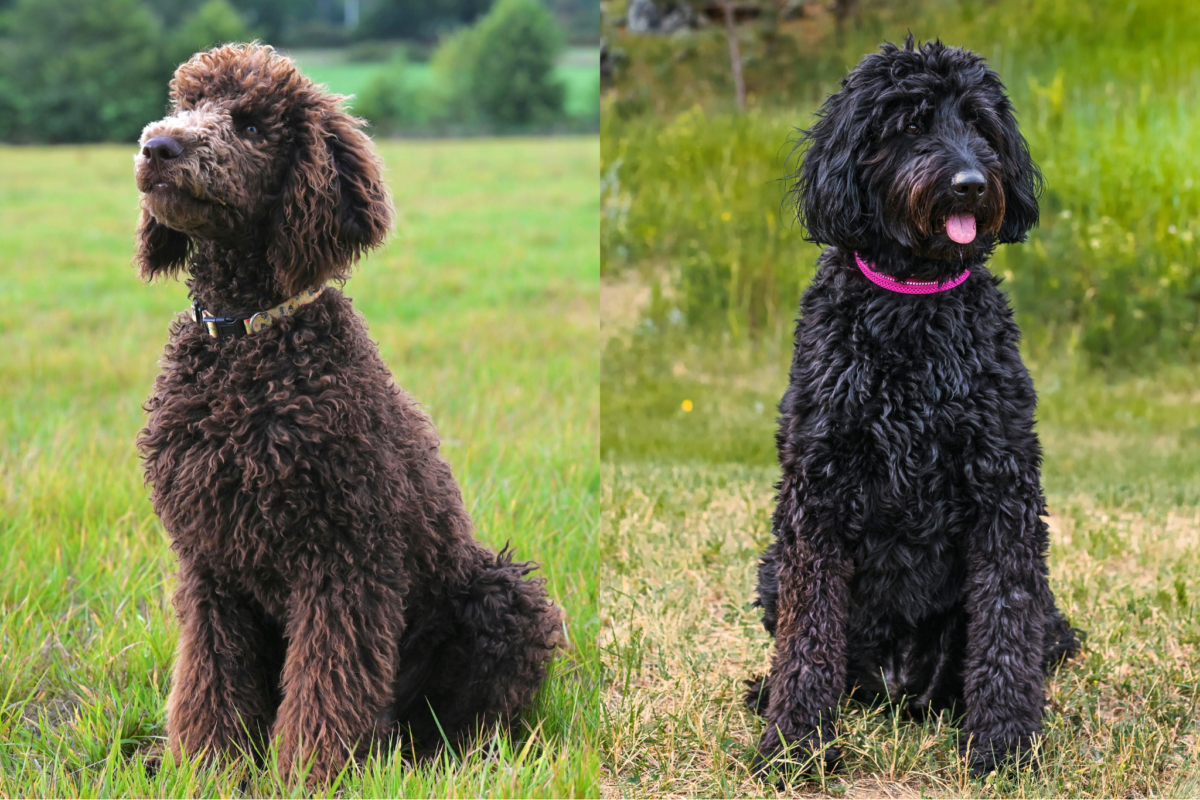 brown poodle black goldendoodle