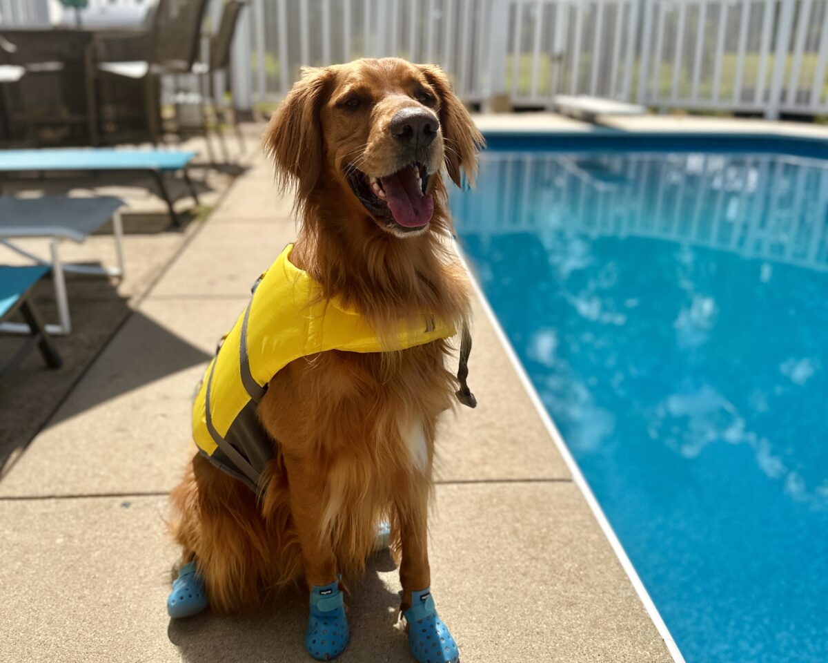 Golden Retriever in life jacket.