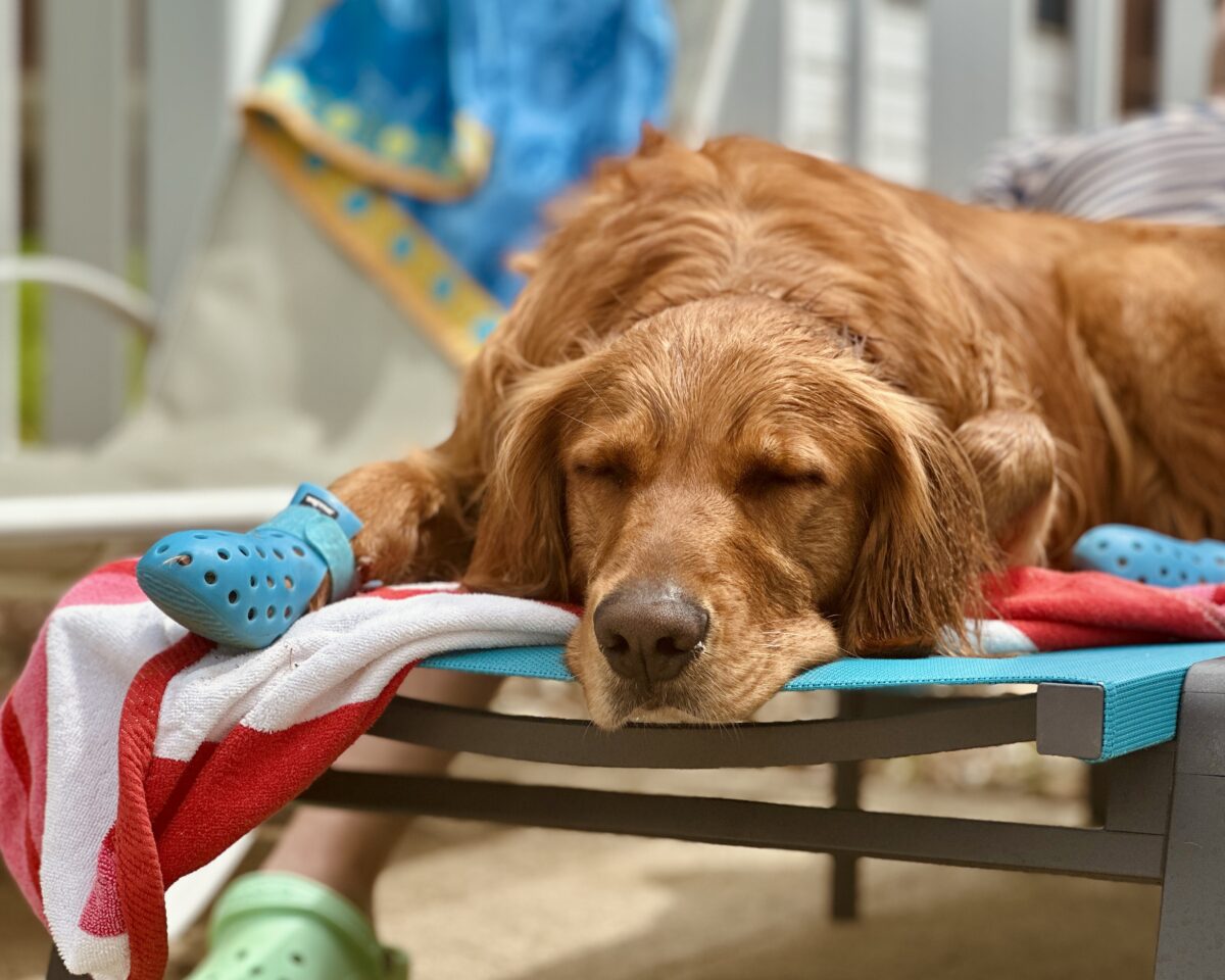 Golden Retriever resting by pool.