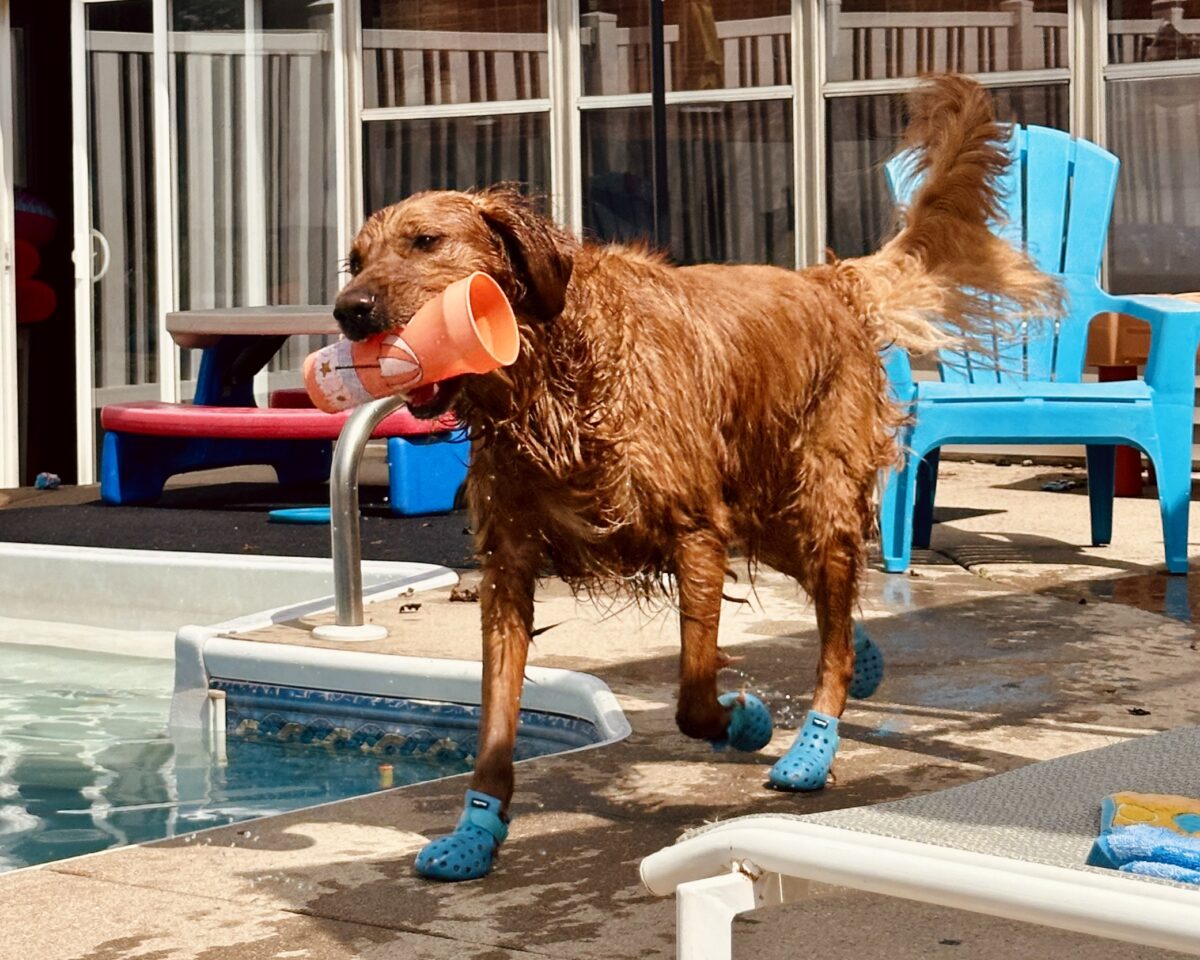 Golden Retriever running by pool with cup in mouth.