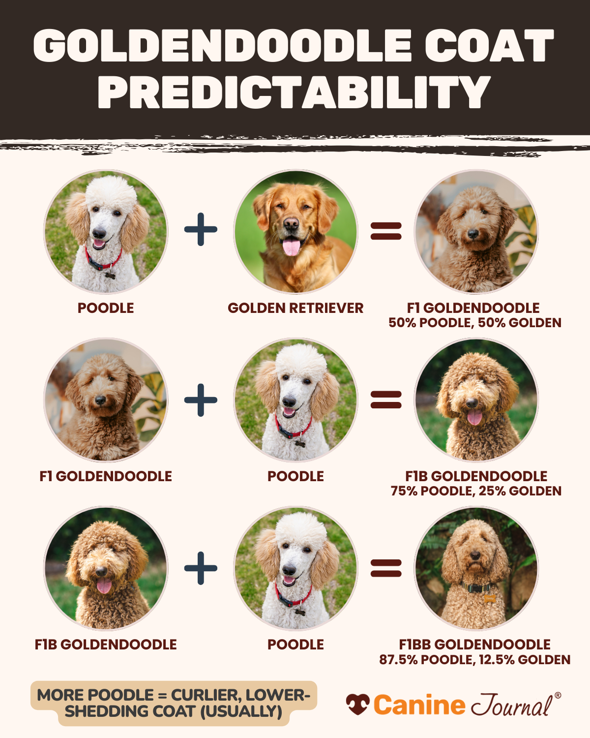 Goldendoodle coat predictability infographic.