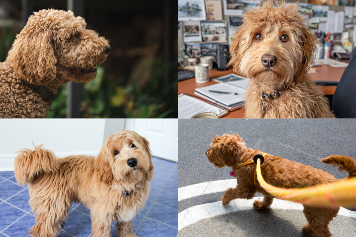 Goldendoodle coat textures.