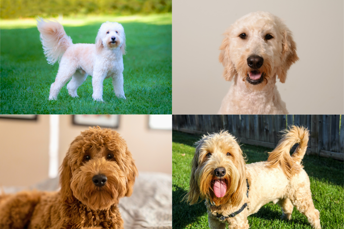 Goldendoodle haircuts.