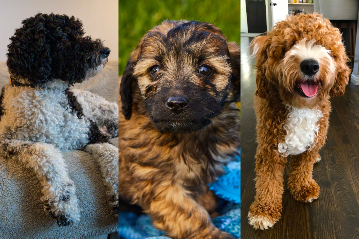 Parti, phantom, and abstract goldendoodle coat patterns in three-panel photo grid.