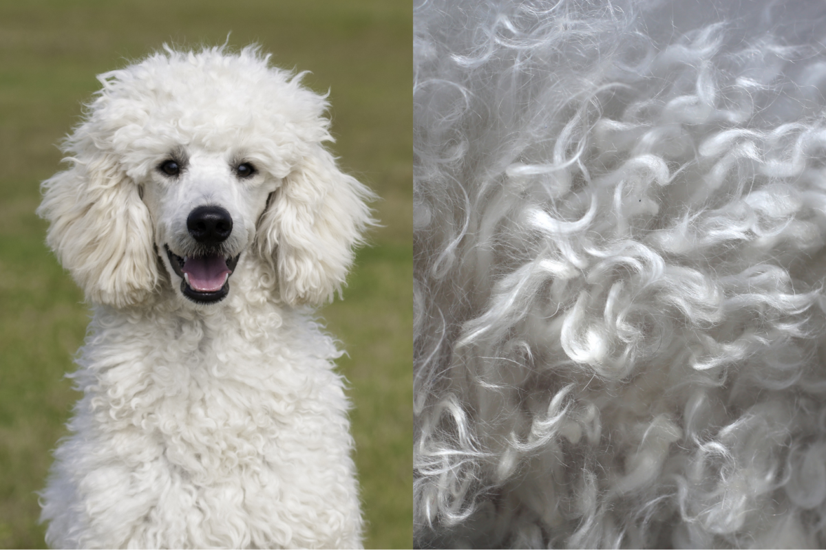 Poodle coat texture closeup.