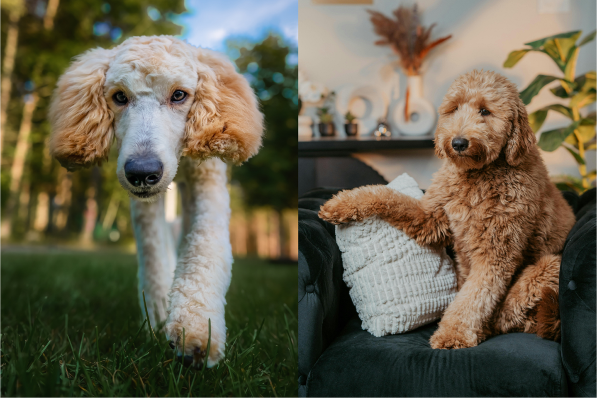 Poodle vs Goldendoodle temperament.