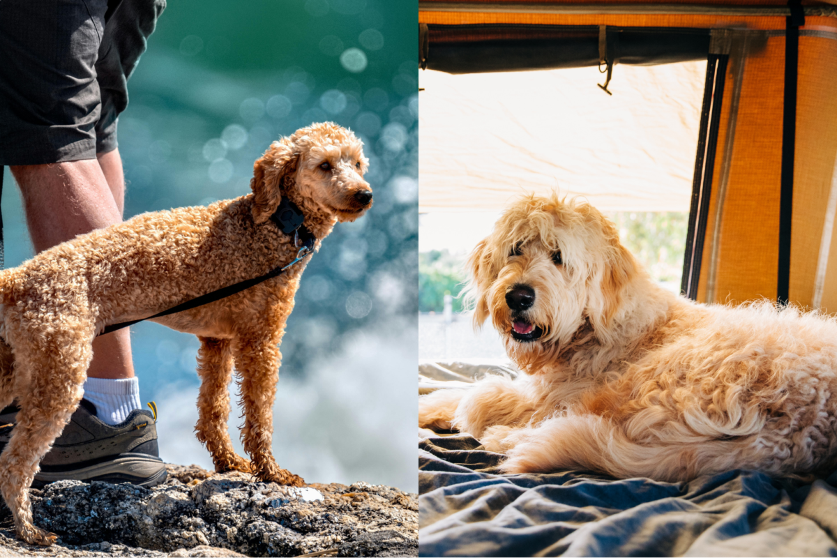 Poodle vs Goldendoodle training and energy.