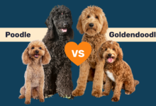 Poodles vs Goldendoodles standard and mini.