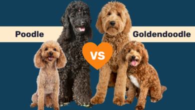 Poodles vs Goldendoodles standard and mini.