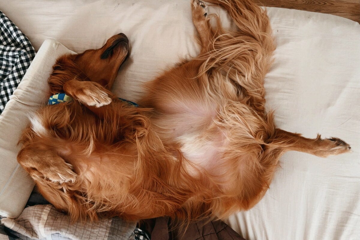 A Golden Retriever lying on his back.