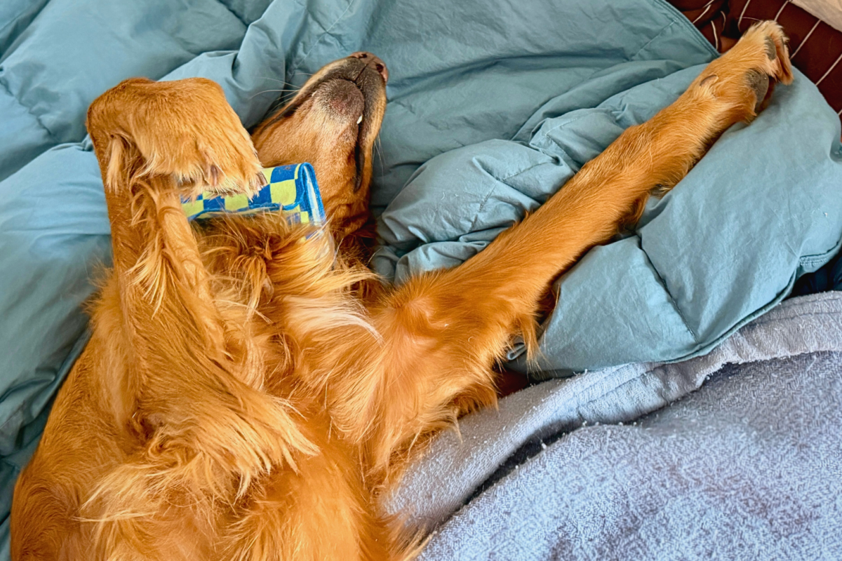 Golden Retriever sleeping on back with legs extended in air.