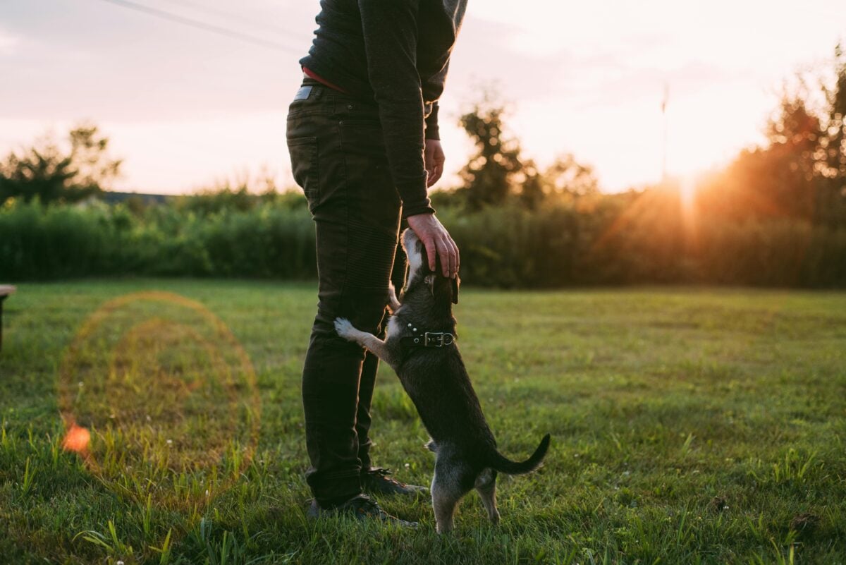Dog jumping on person's leg.