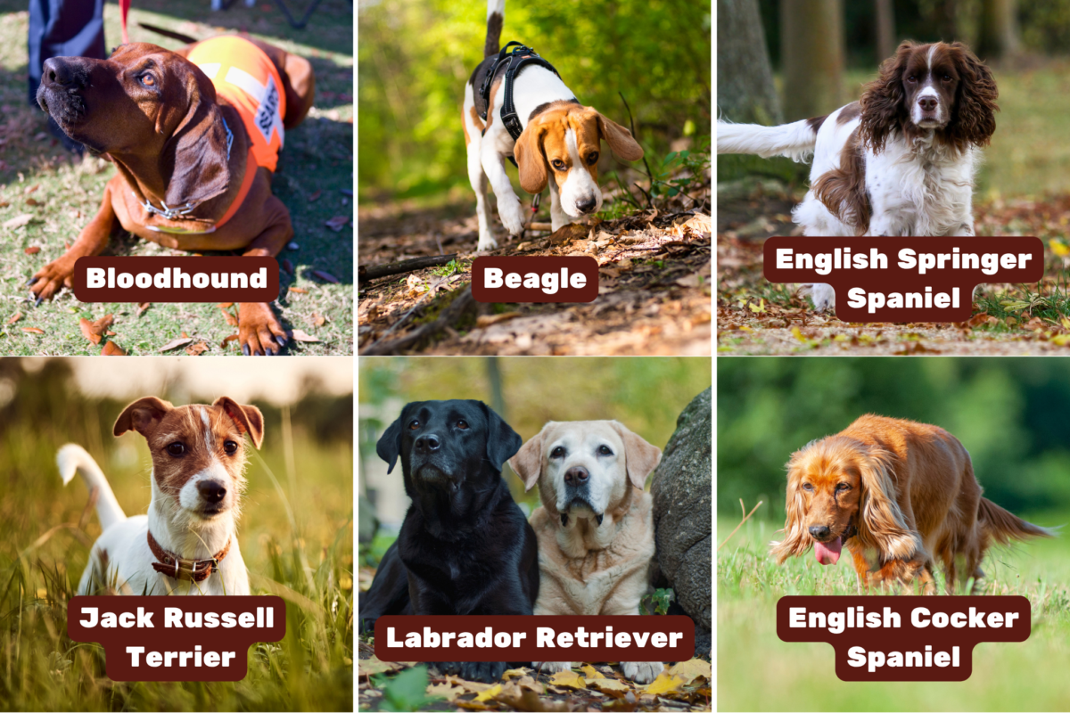 Dogs with elite noses for scenting.