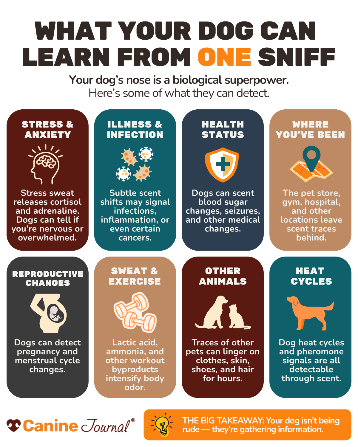 What dogs learn from sniffing infographic.