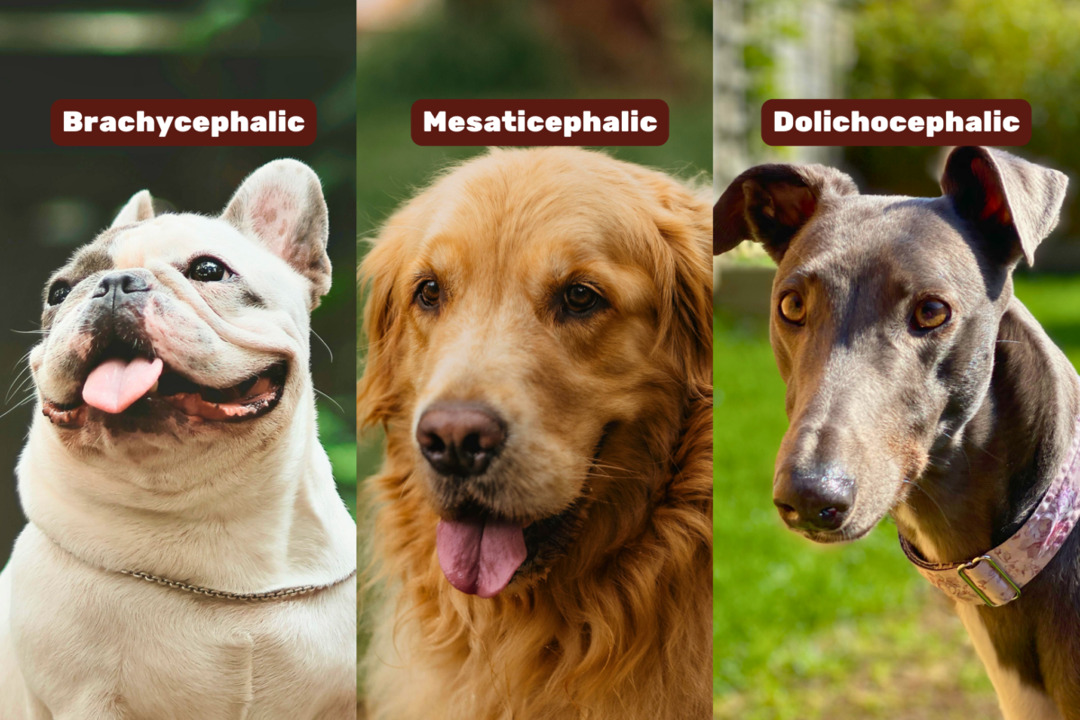 Graphic showing different skull shapes (brachycephalic French Bulldog, mesaticephalic Golden Retriever, and dolichocephalic Greyhound).