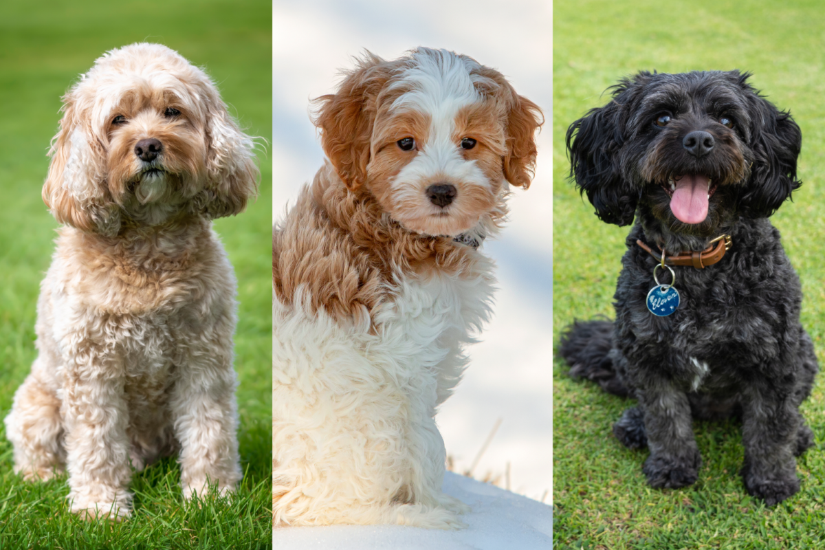 Cavapoo coat varieties.