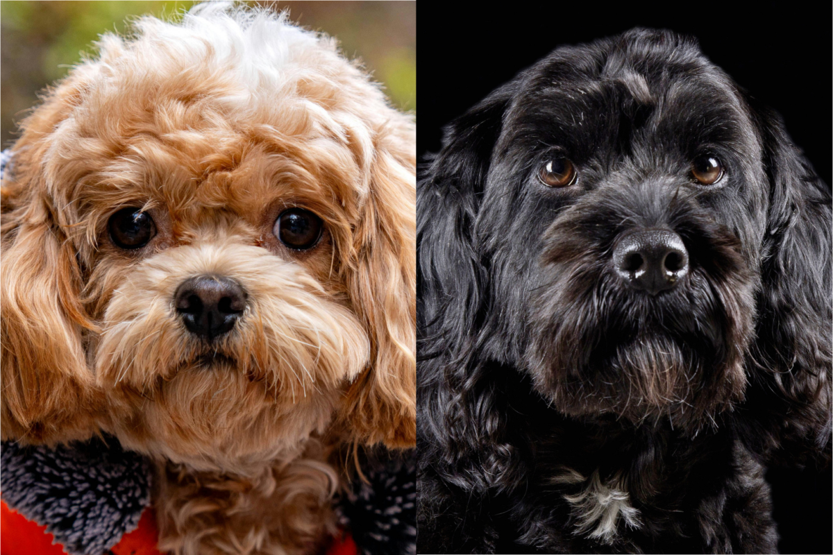 Cavapoo vs Cockapoo face.