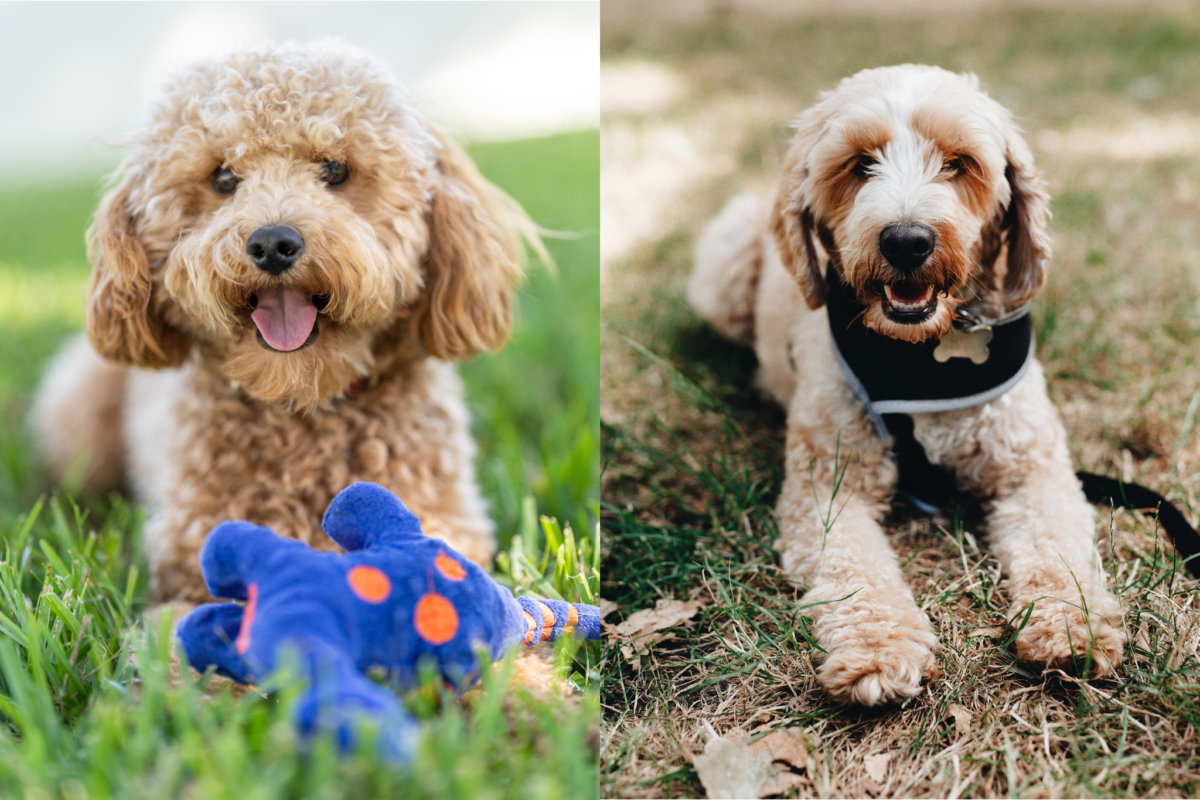Cavapoo vs Cockapoo lying on grass.